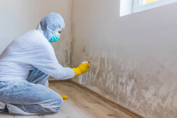 Licensed Basement Mold Removal service in Helotes, TX - WQB Mold Removal