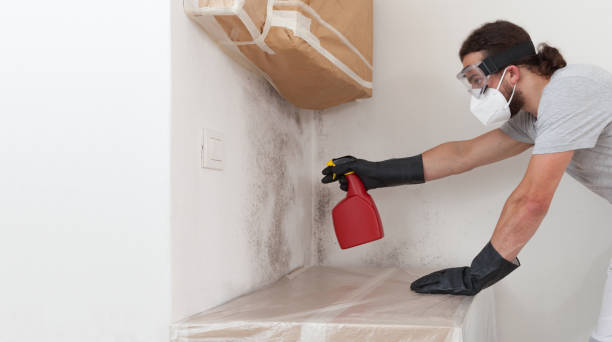 Professional Basement Mold Removal technician working in Helotes, TX