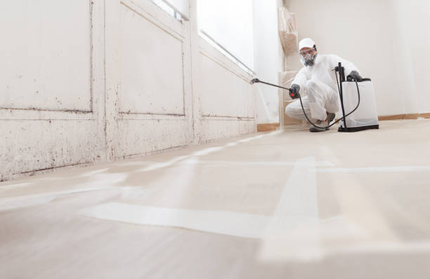 24/7 Emergency Basement Mold Removal experts in Helotes, TX