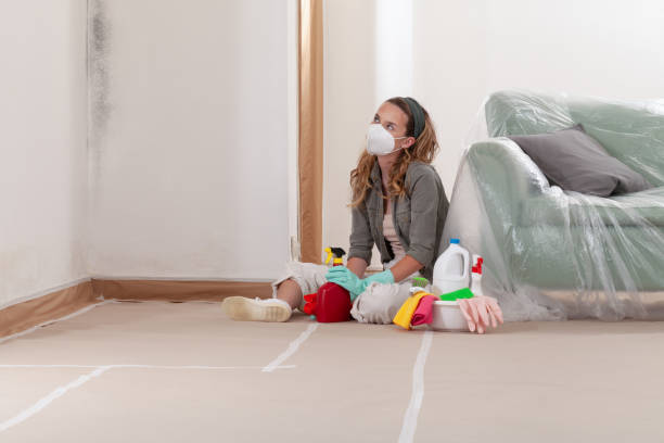 Reliable Basement Mold Removal contractor in Helotes, TX by WQB Mold Removal