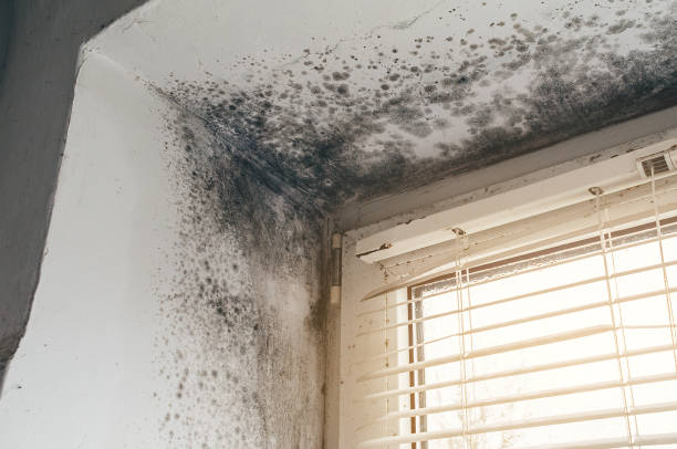 Affordable Basement Mold Removal solutions in Helotes, TX