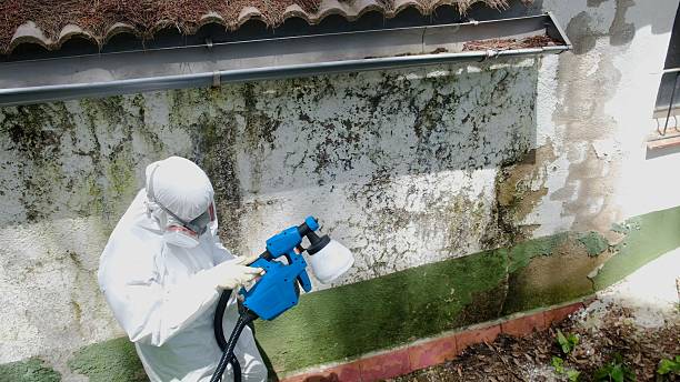 Top rated local Basement Mold Removal specialists in Helotes, TX